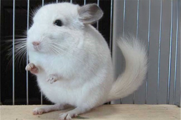 龙猫怀孕时的表现