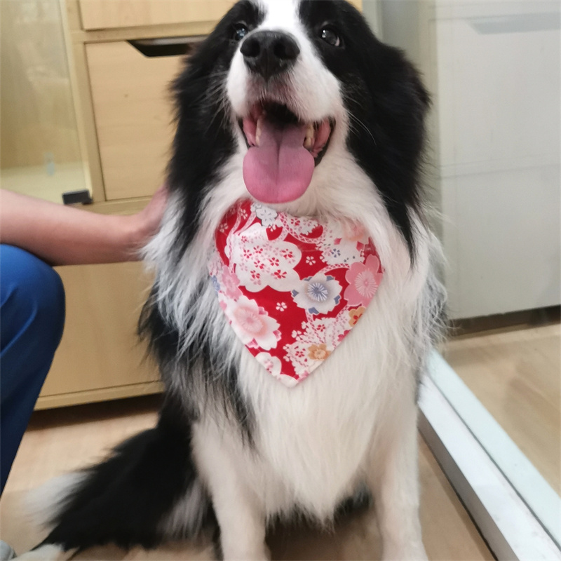 蠢萌狗狗