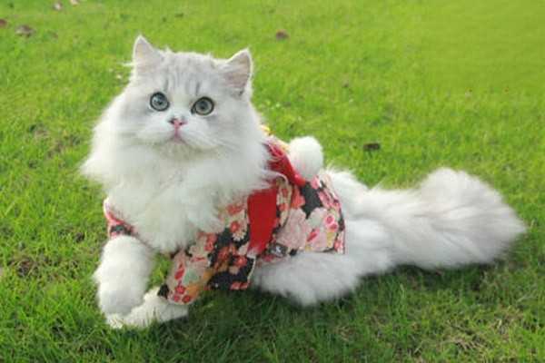 猫视网膜萎缩的症状