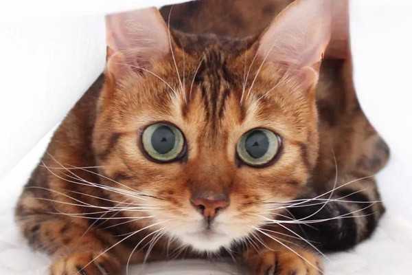 如何清除猫咪眼睛里的毛发