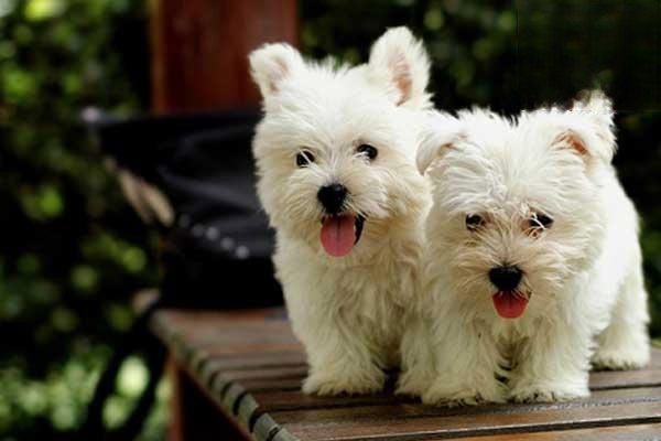 犬食物过敏性皮炎的病症特征是什么？