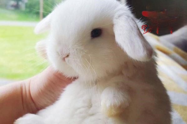 垂耳兔的饲养要点