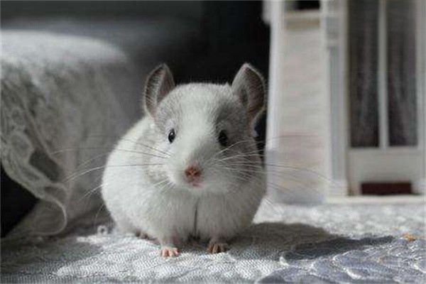 龙猫被毛的护理技巧