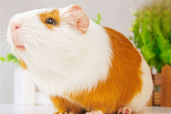 荷兰猪尿路感染是怎么引起的？
