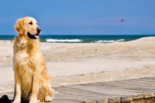 夏天如何让狗狗学会游泳？