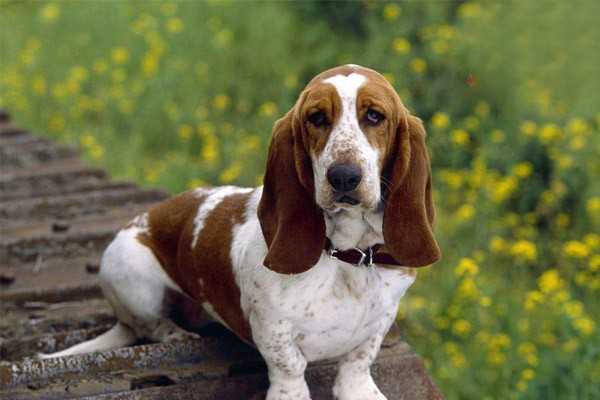 犬细小的症状有哪些？