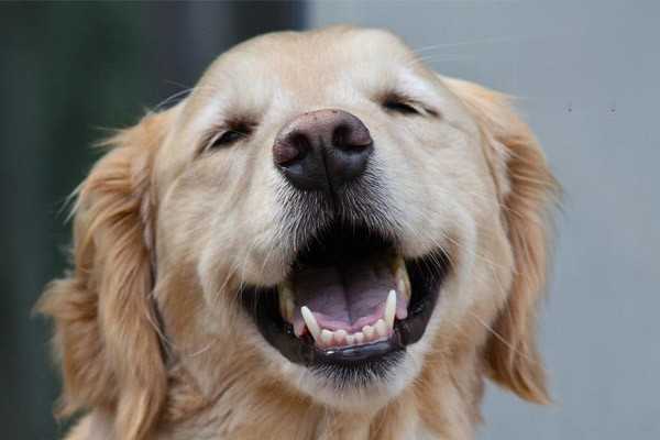 狗狗耳朵发炎是怎么引起的?