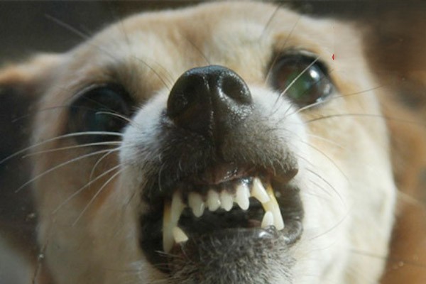 狗发怒的表情图片图片