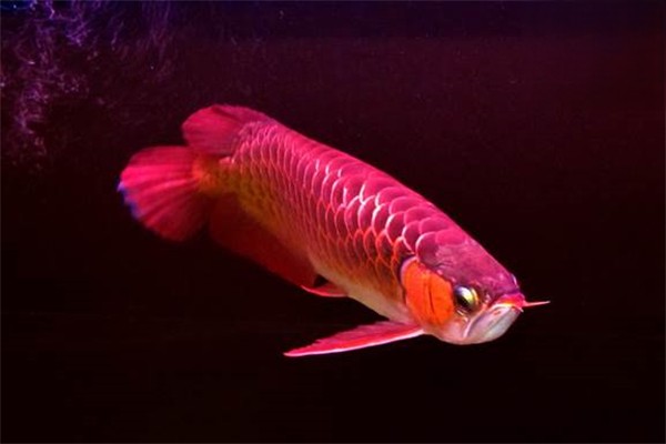 红龙鱼的形态特征和发色要点