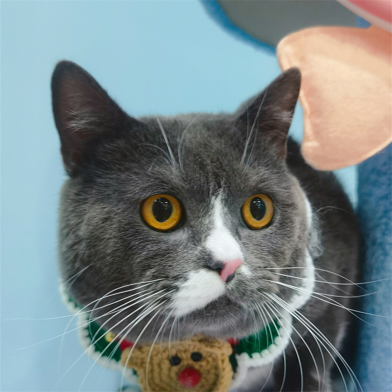 猫咪的性格反差