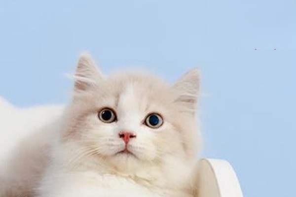 怎么正确饲养波斯猫？