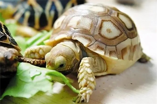 乌龟会蜕壳吗？乌龟为什么换壳？