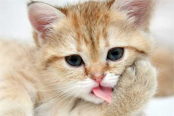 猫咪咳嗽是什么原因？