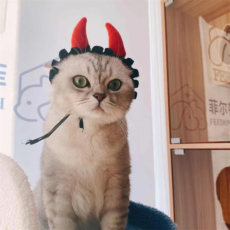 猫咪小坏蛋