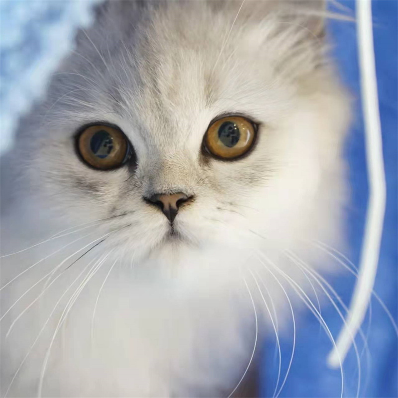 猫咪犯傻