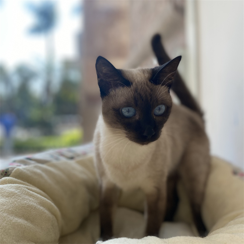 猫咪争宠