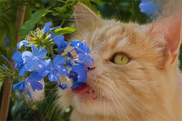 猫咪间歇性咳嗽是什么原因？