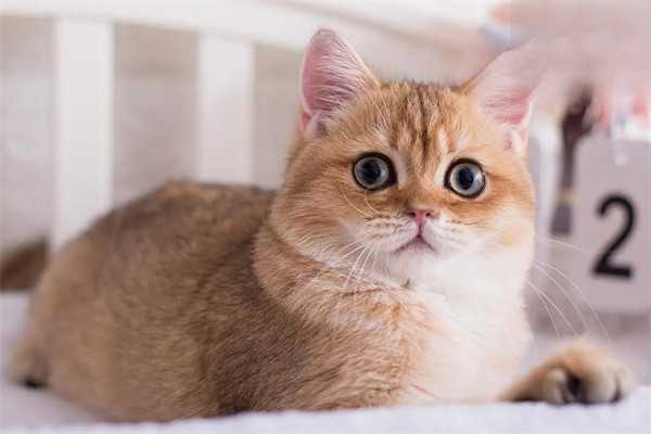 猫咪出现间歇性咳嗽症状要注意什么？