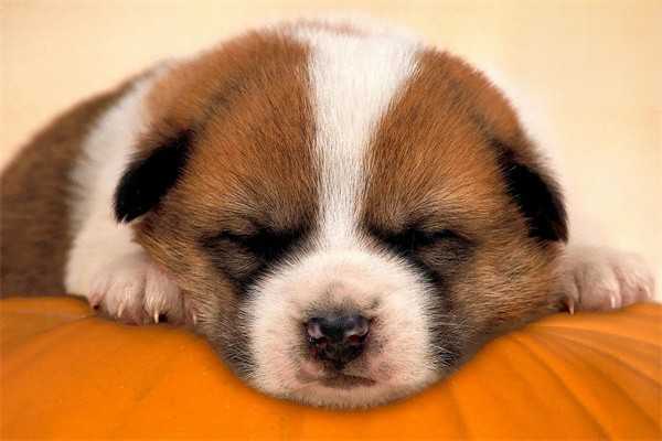 狗狗晚上咳嗽得很厉害是什么原因？