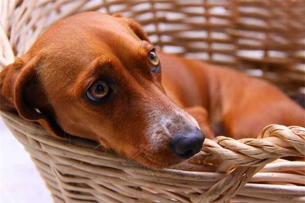 狗狗扁桃体发炎的原因及治疗方法