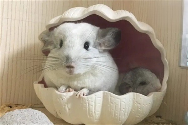 龙猫发抖的原因