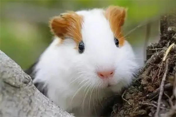 荷兰猪突然咬人是什么原因？