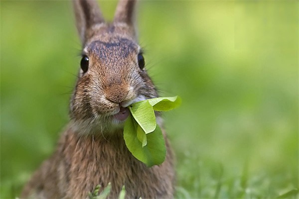 影响兔子寿命的因素有哪些？