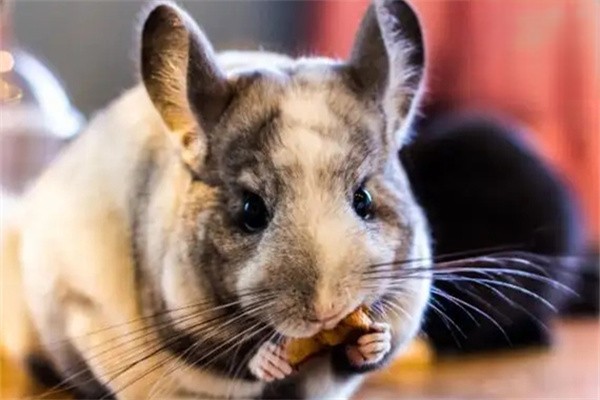 为什么龙猫特别怕热？