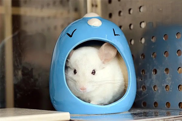 怎么龙猫洗澡？