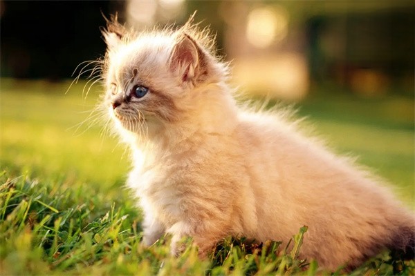 猫毛黄是什么原因？
