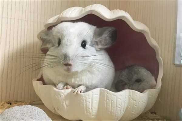 龙猫可以水洗吗？为什么？