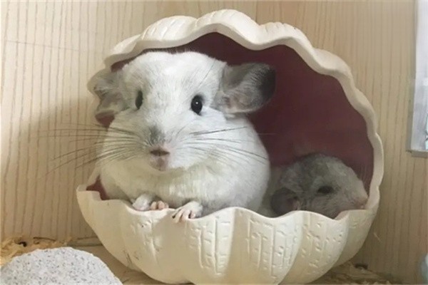 龙猫可以水洗吗？为什么？