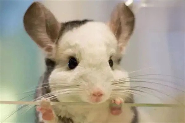 龙猫可以水洗吗？为什么？