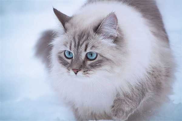 猫咪便秘吃什么最快排便？