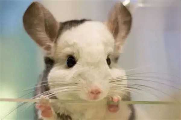 新手养龙猫的挑选指南