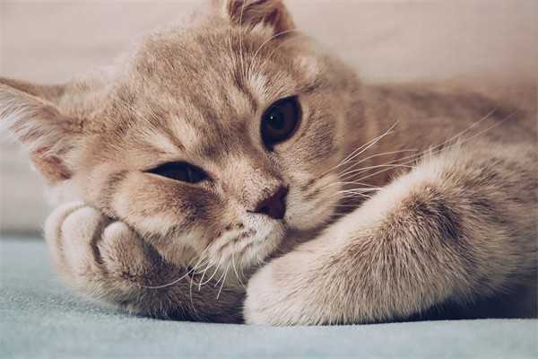 猫咪食物中毒的急救措施
