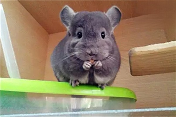 如何判断你的龙猫是否健康？