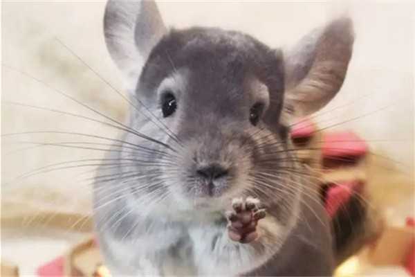 龙猫吃什么食物最好？