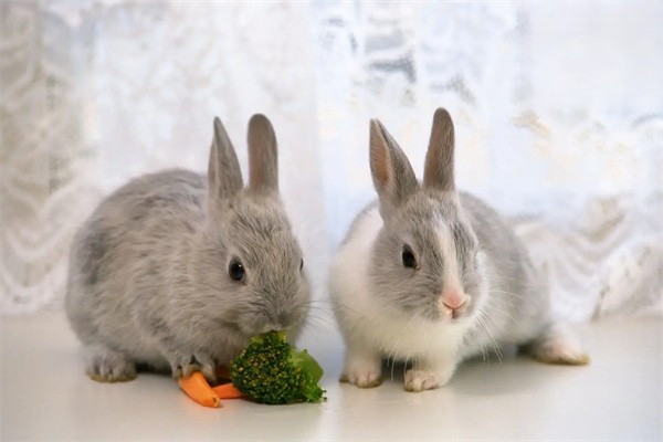 兔子误食有毒植物导致中毒怎么办？
