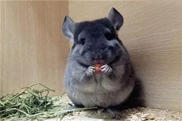 龙猫便秘吃什么？