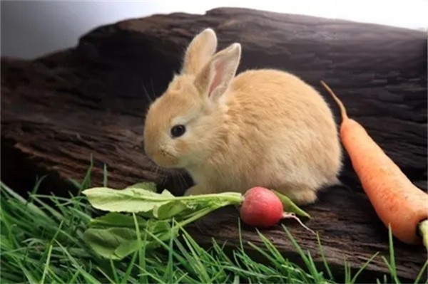 兔子食欲下降的原因
